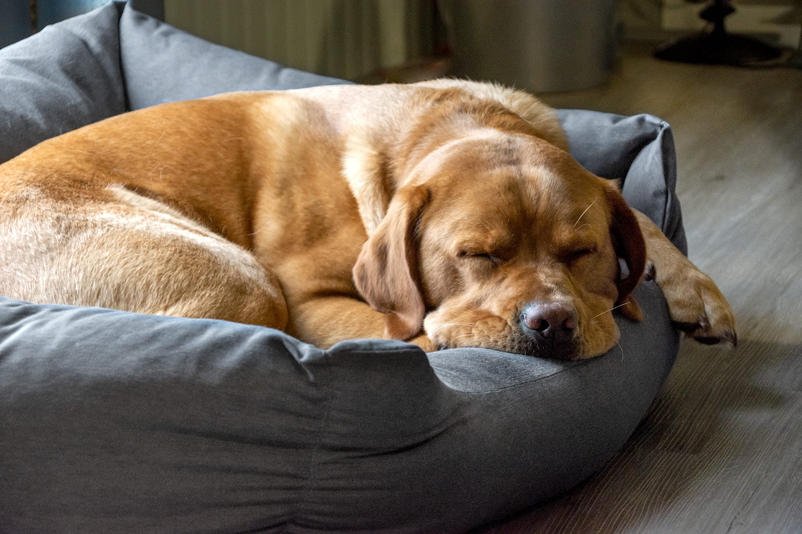 karlie-charly-lit-transat-pour-chien-gris-fonc-65-x-60-x-20-cm image 2