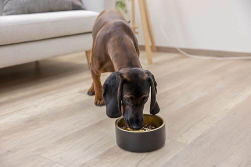 kerbl-pet-gamelle-inox-golden-1800-ml-noir-or-20-5-cm-pour-chien-et-chat image 8