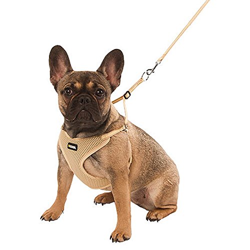 kerbl-pet-harnais-pour-chiots-beige-30-50cm-10mm-avec-laisse-120cm-lot-de-3 image 6