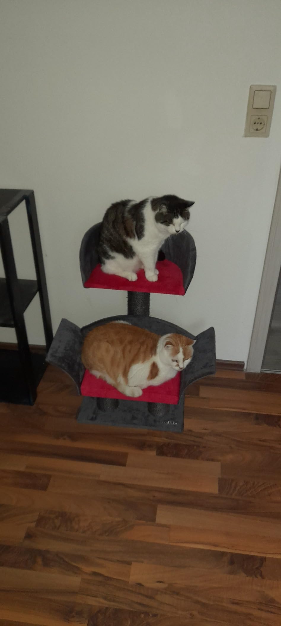 Adopté dès le premier soir