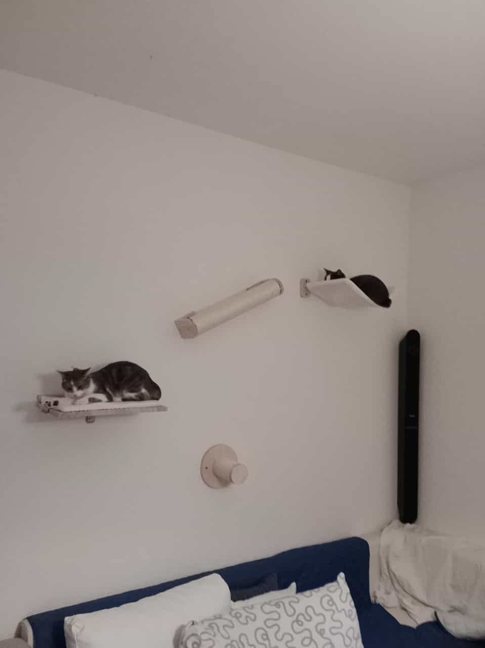 Mon papy chat revit
