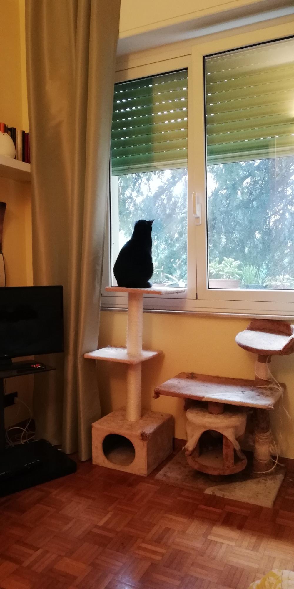 Mon chat ne le quitte plus