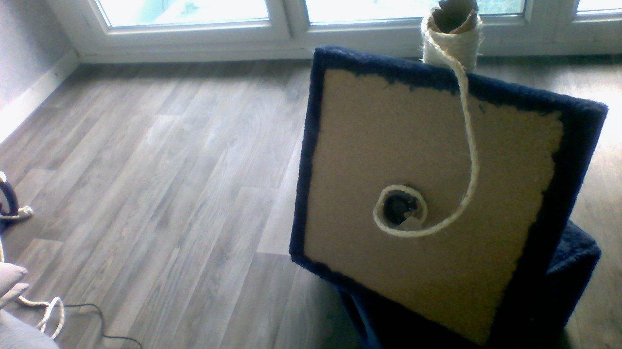Bien pour chaton ou petit chat