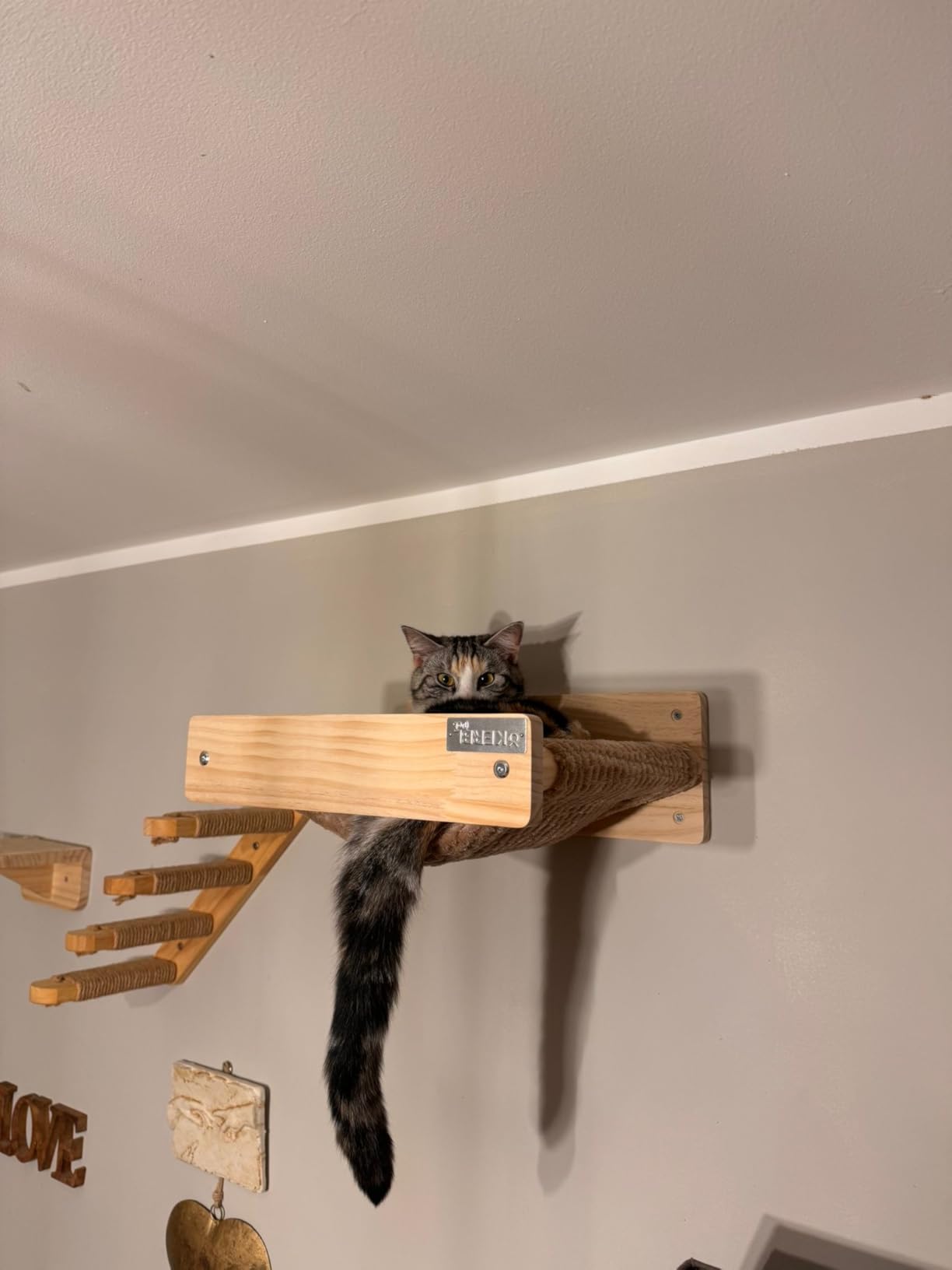 Mon chat l'a adopté direct