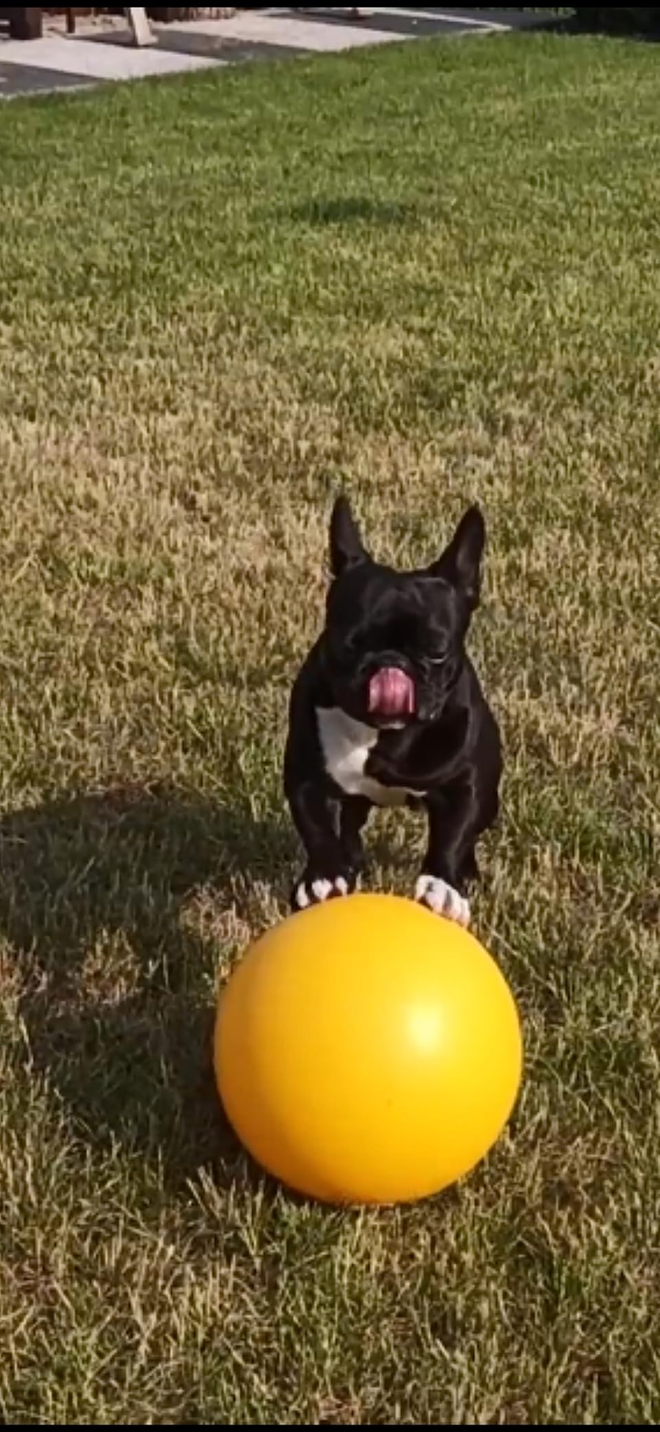 Bon ballon d'extérieur
