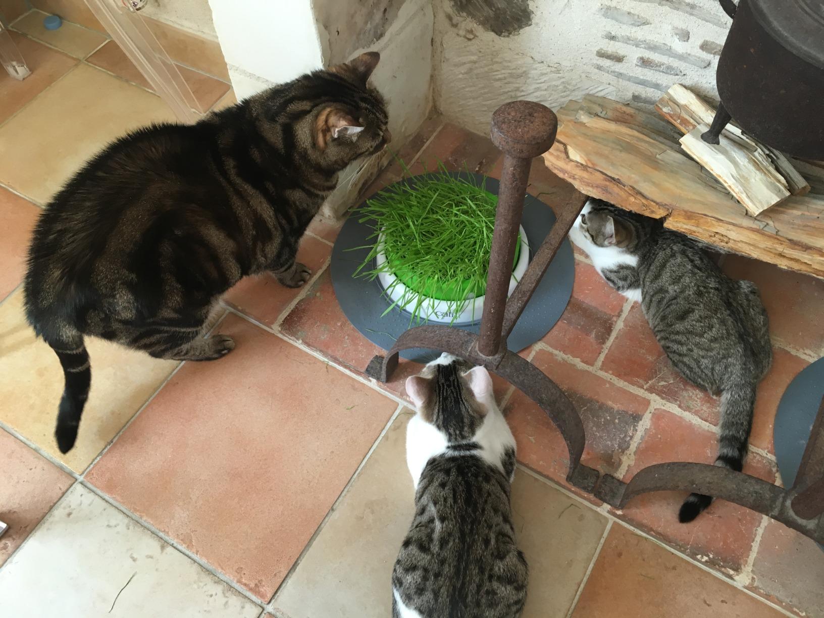 Parfait pour vieux chats
