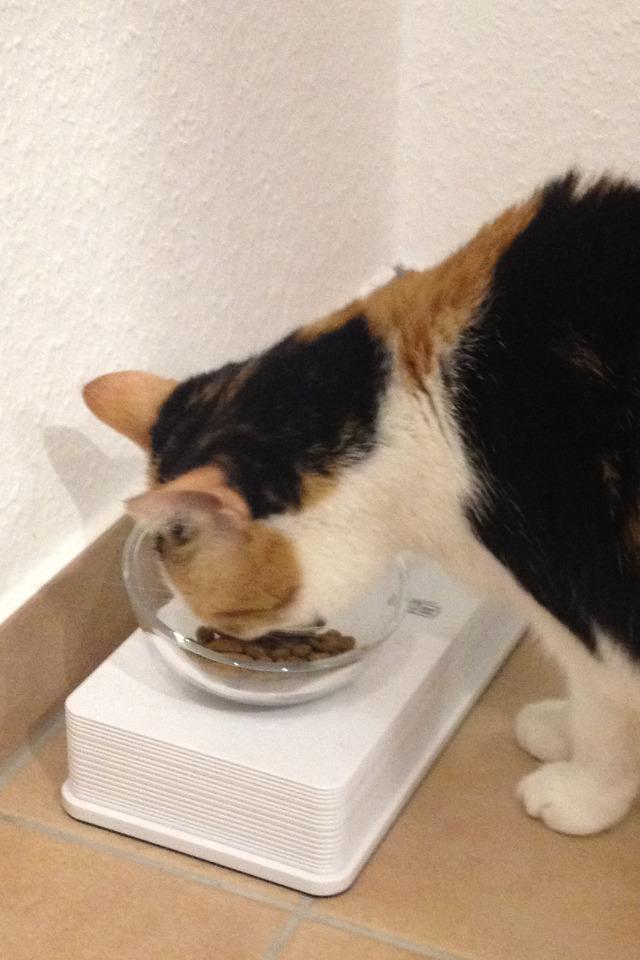 Idéal pour mon vieux minet