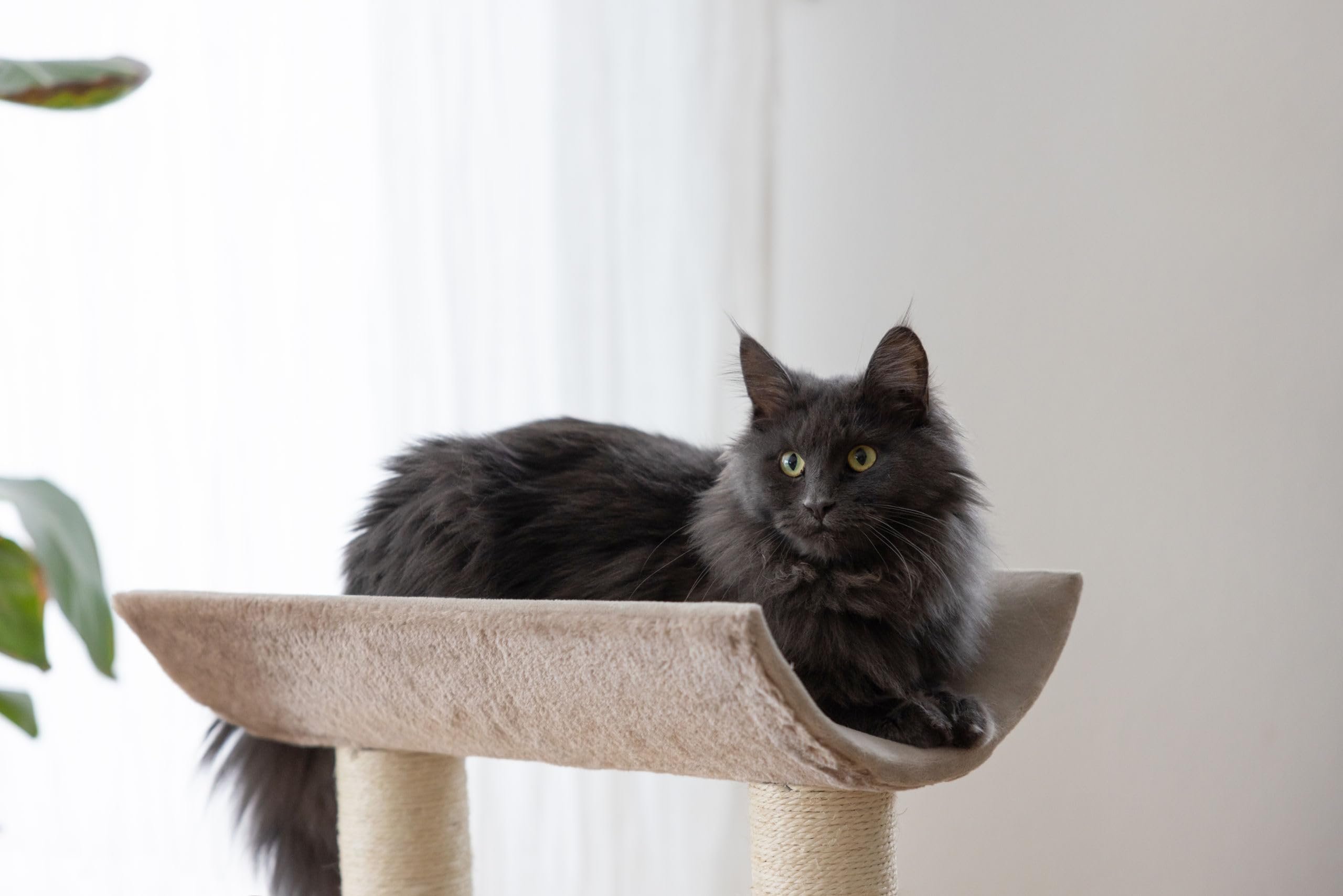 kerbl-pet-arbre-chat-ambiance-taupe-49-x-35-x-56-cm image 3