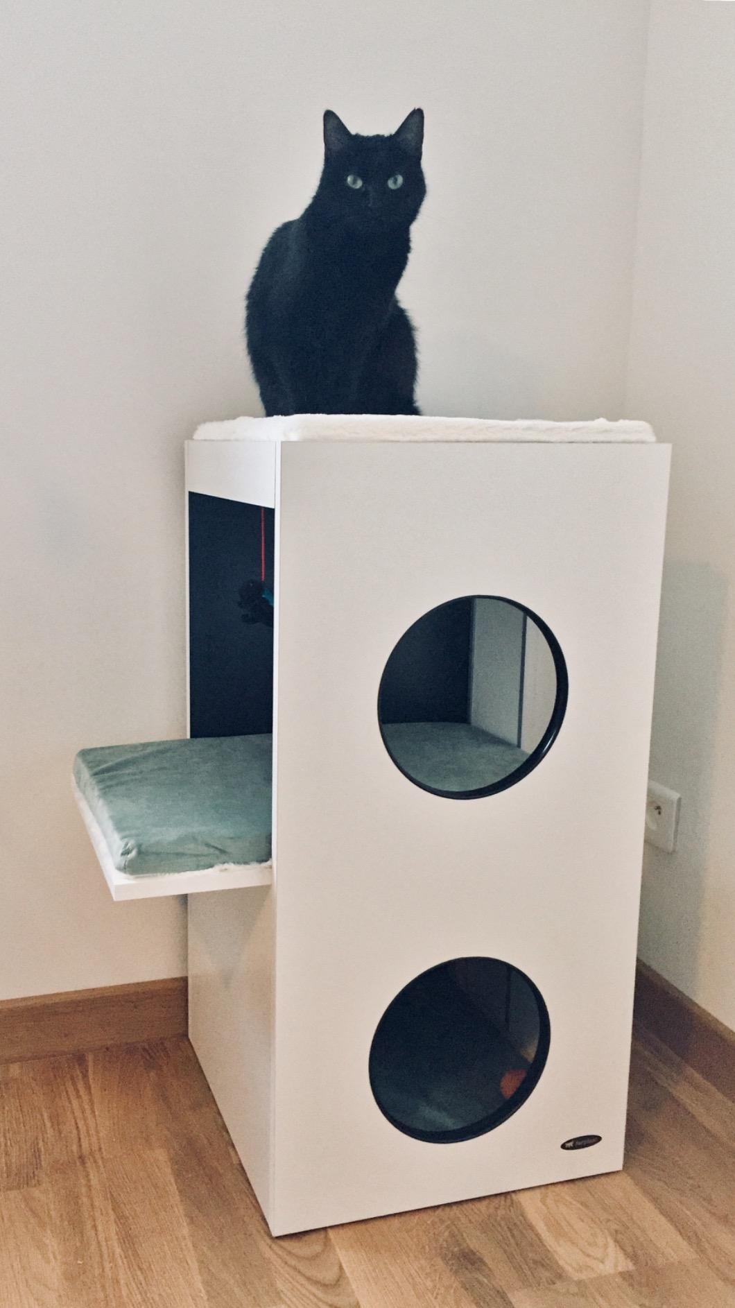 Mes chats ne le quittent plus