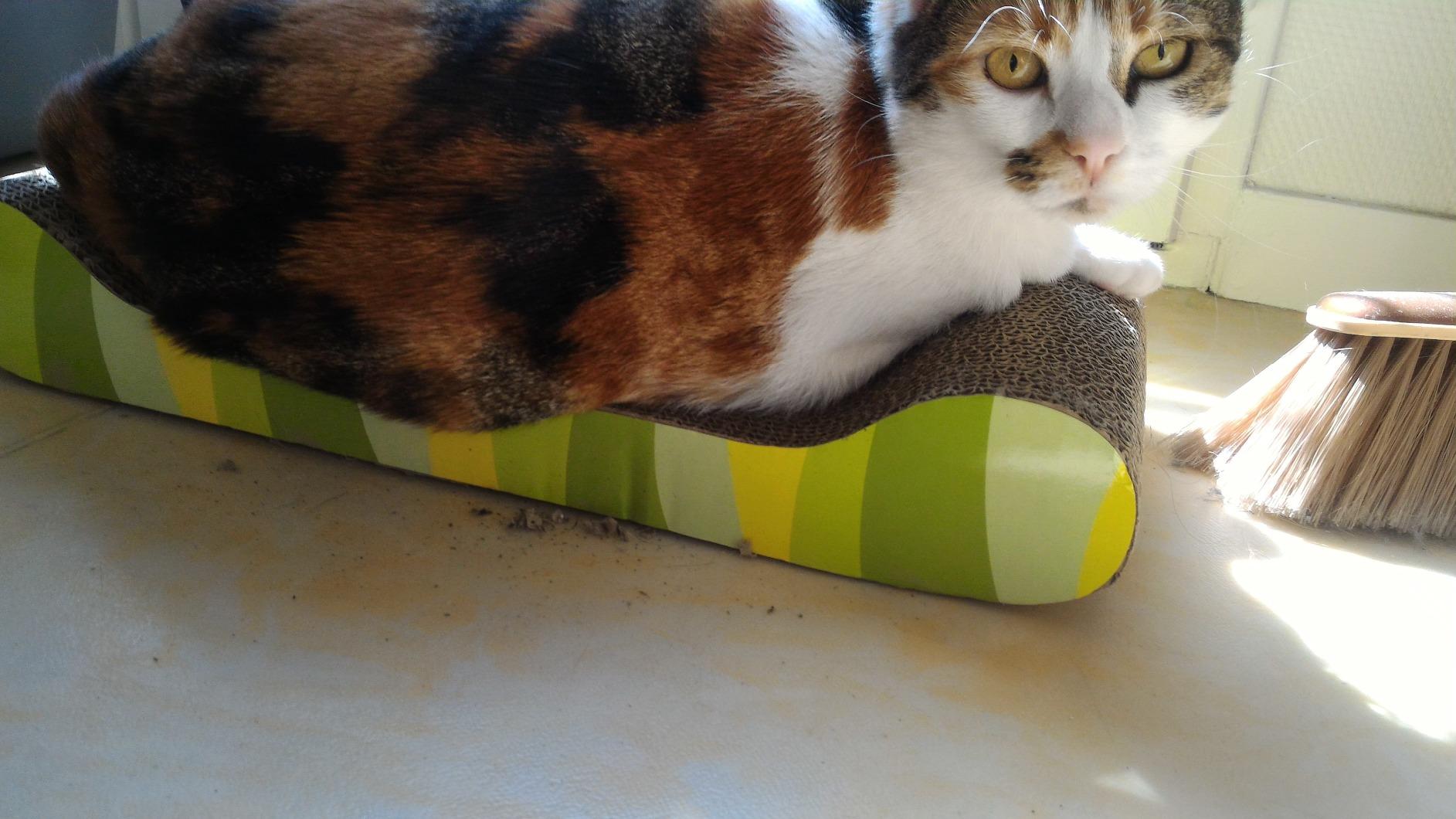 Top pour chaton