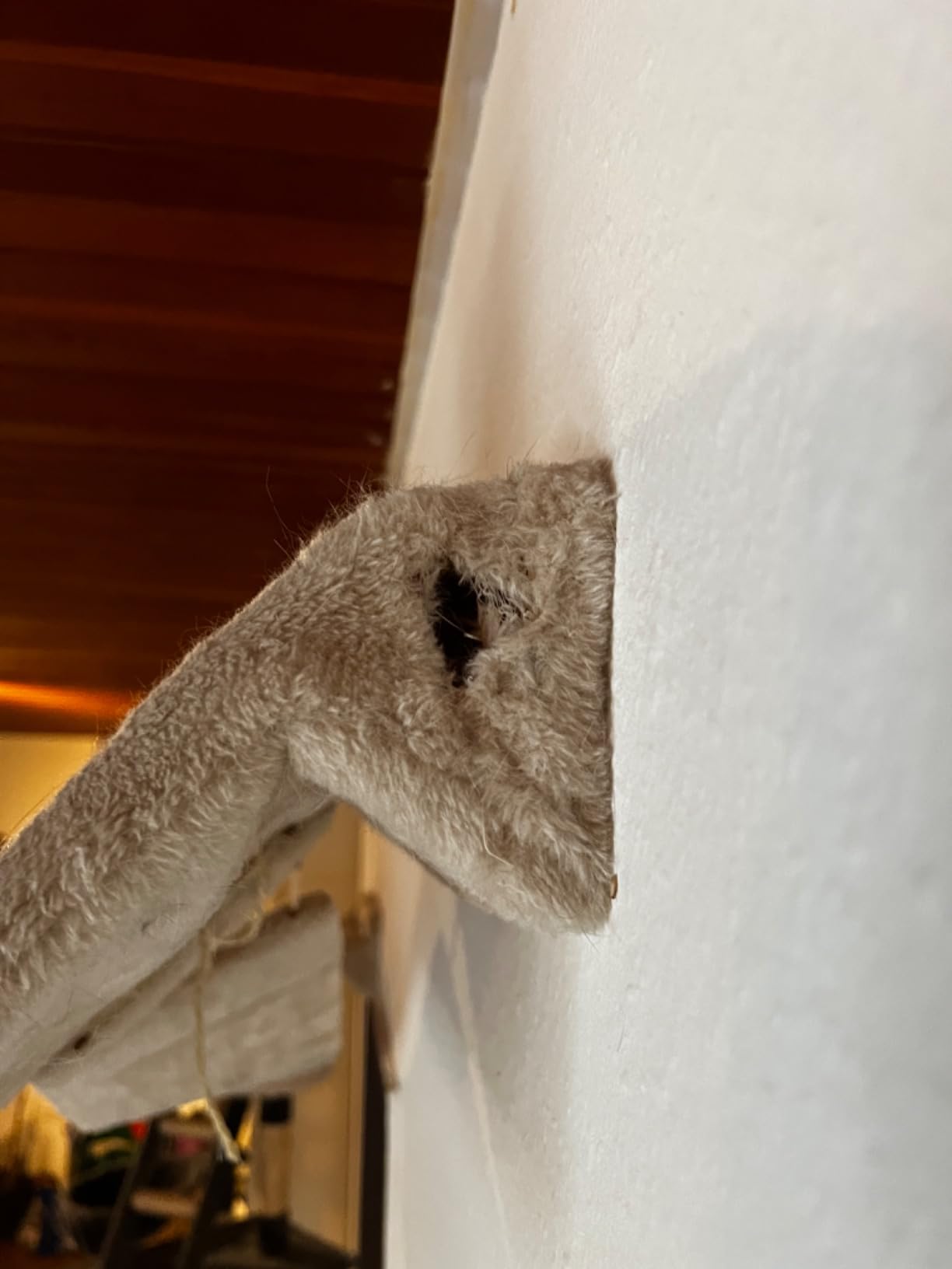Les chats l'ont adopté