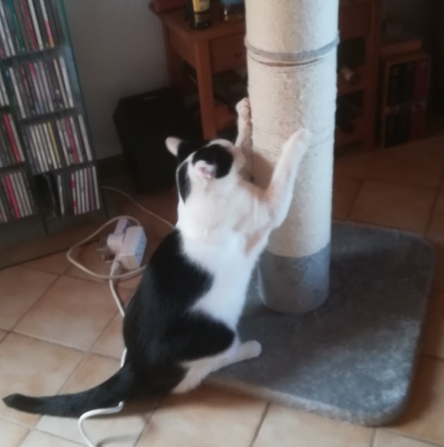 Parfait pour chatte âgée