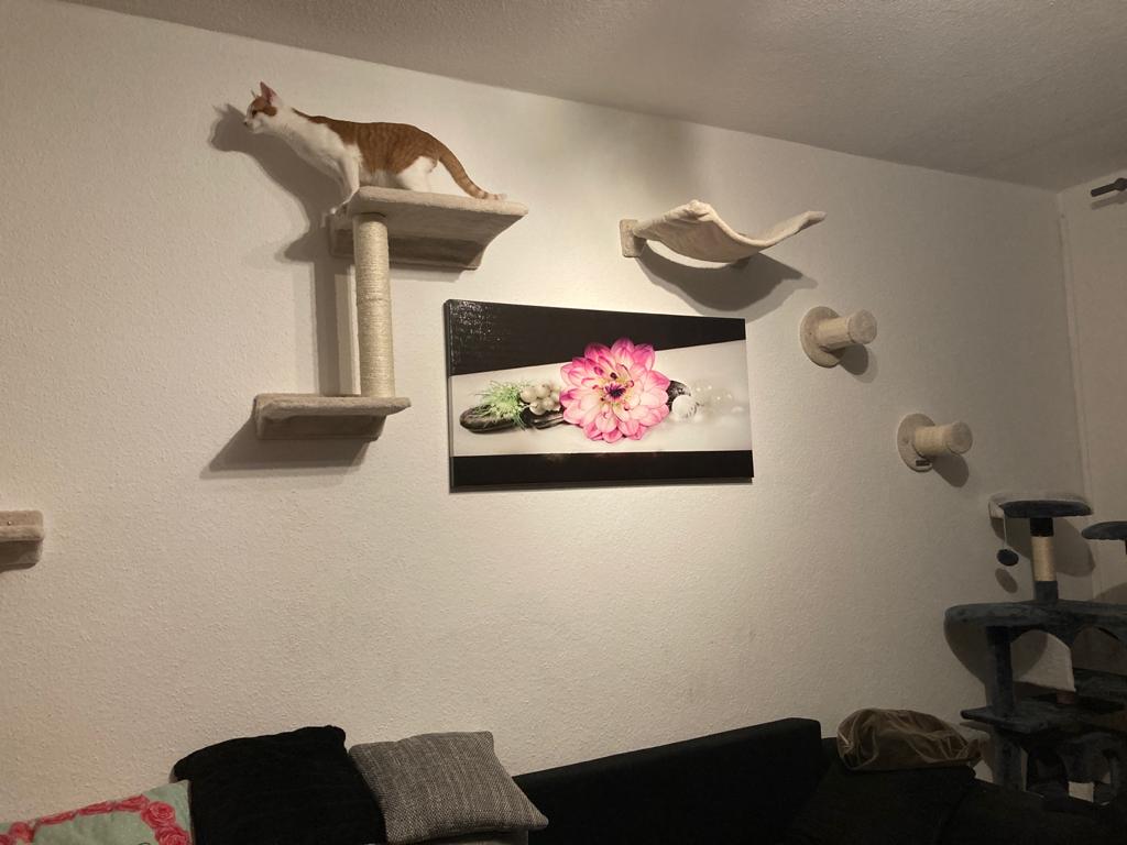 Parfait pour mes vieux genoux et mon chat actif