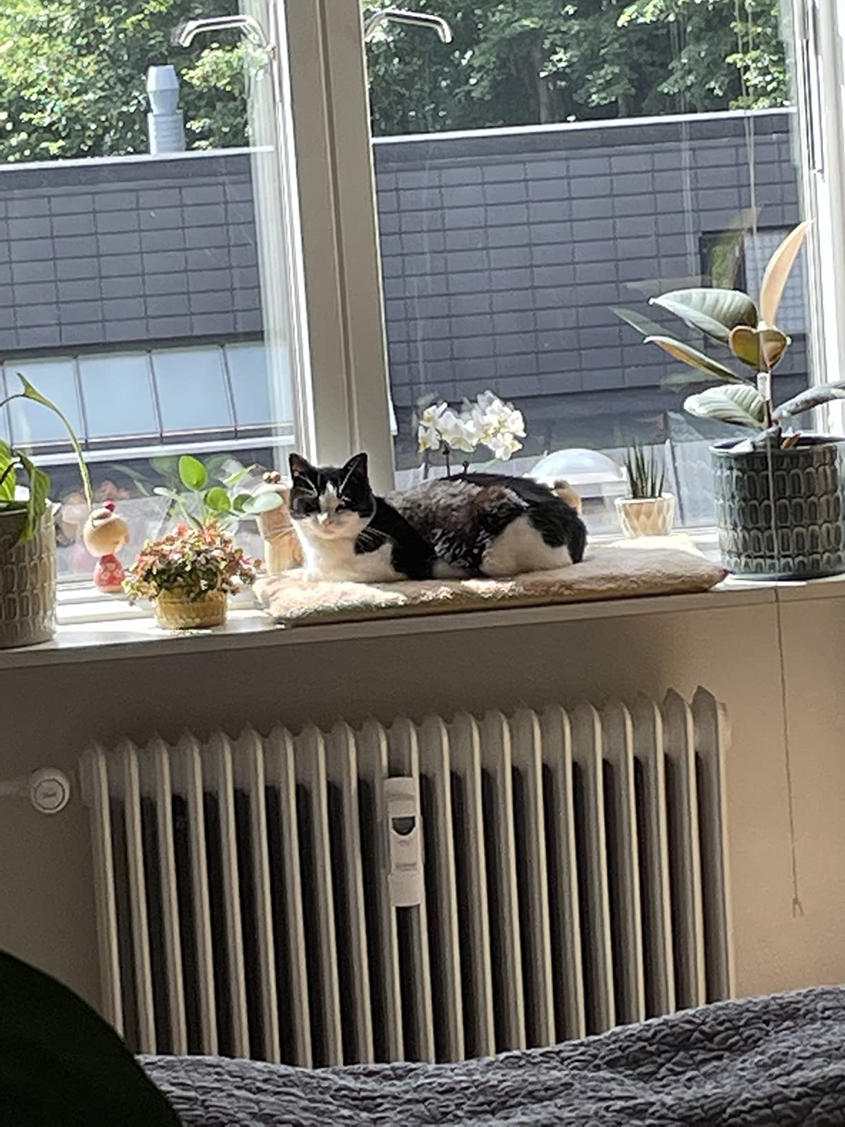 Idéal pour vieux chat
