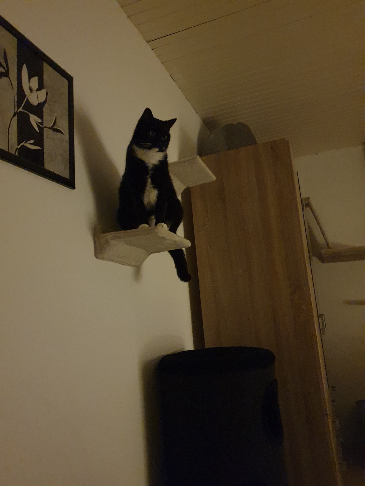 Belle qualité, chat conquis