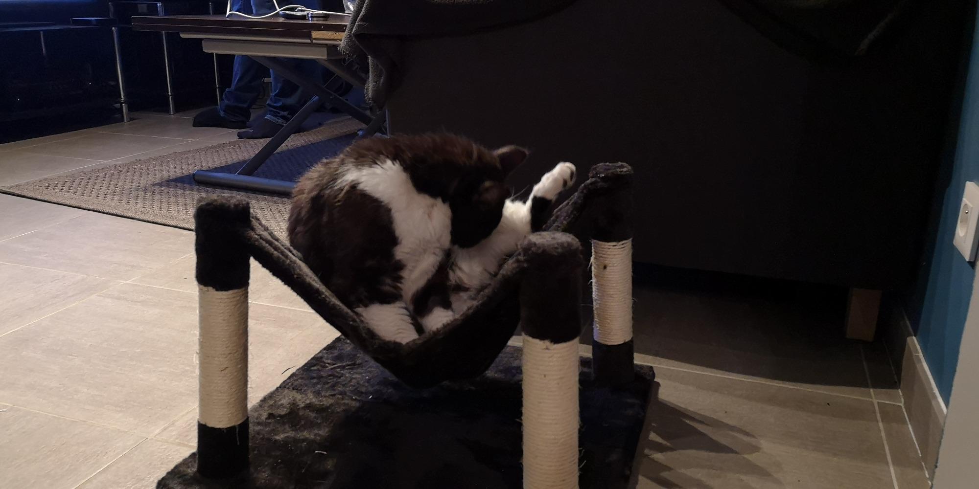 Confortable mais petit pour grand chat