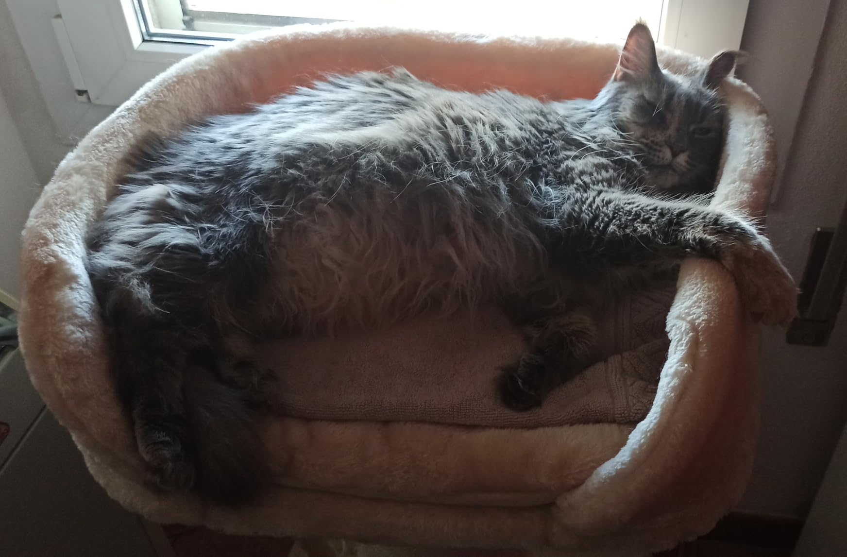 Bien pour deux chats