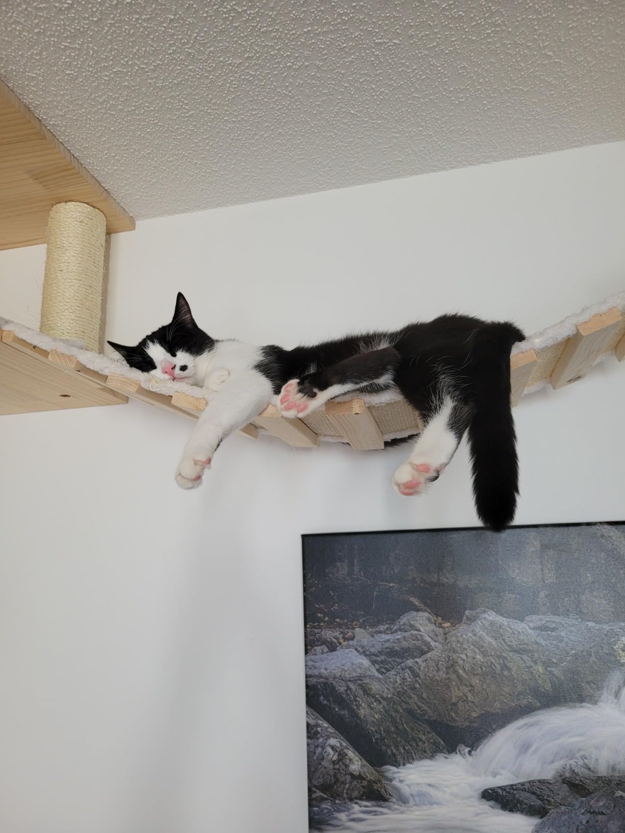Mes chats l'adorent