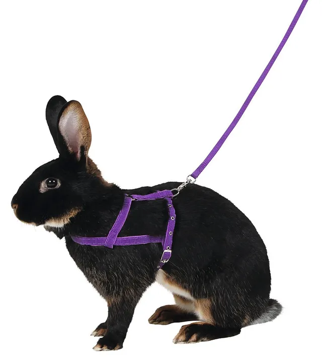 kerbl-agility-harnais-pour-chien-lilas-taille-l-laisse-2-m image 1