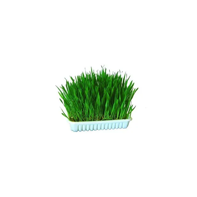 kerbl-pet-herbe-chat-100-g-cultiver image 1
