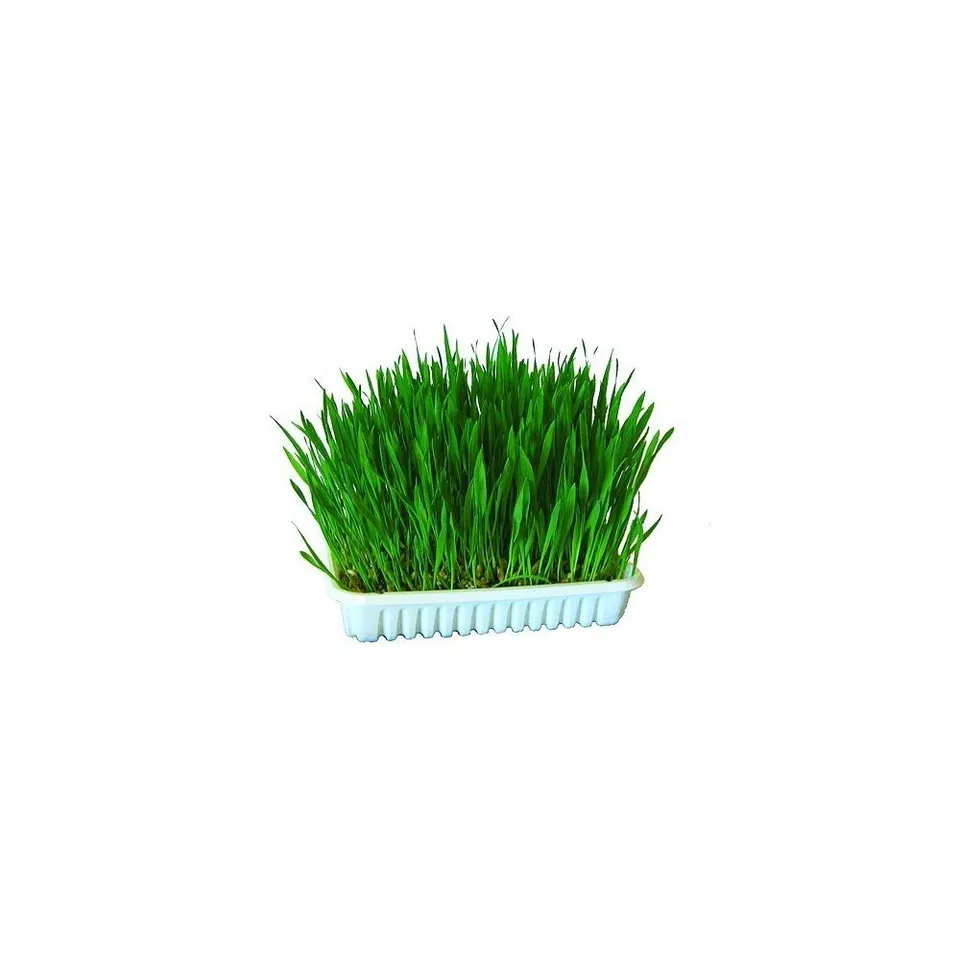 kerbl-pet-herbe-chat-100-g-cultiver image 1