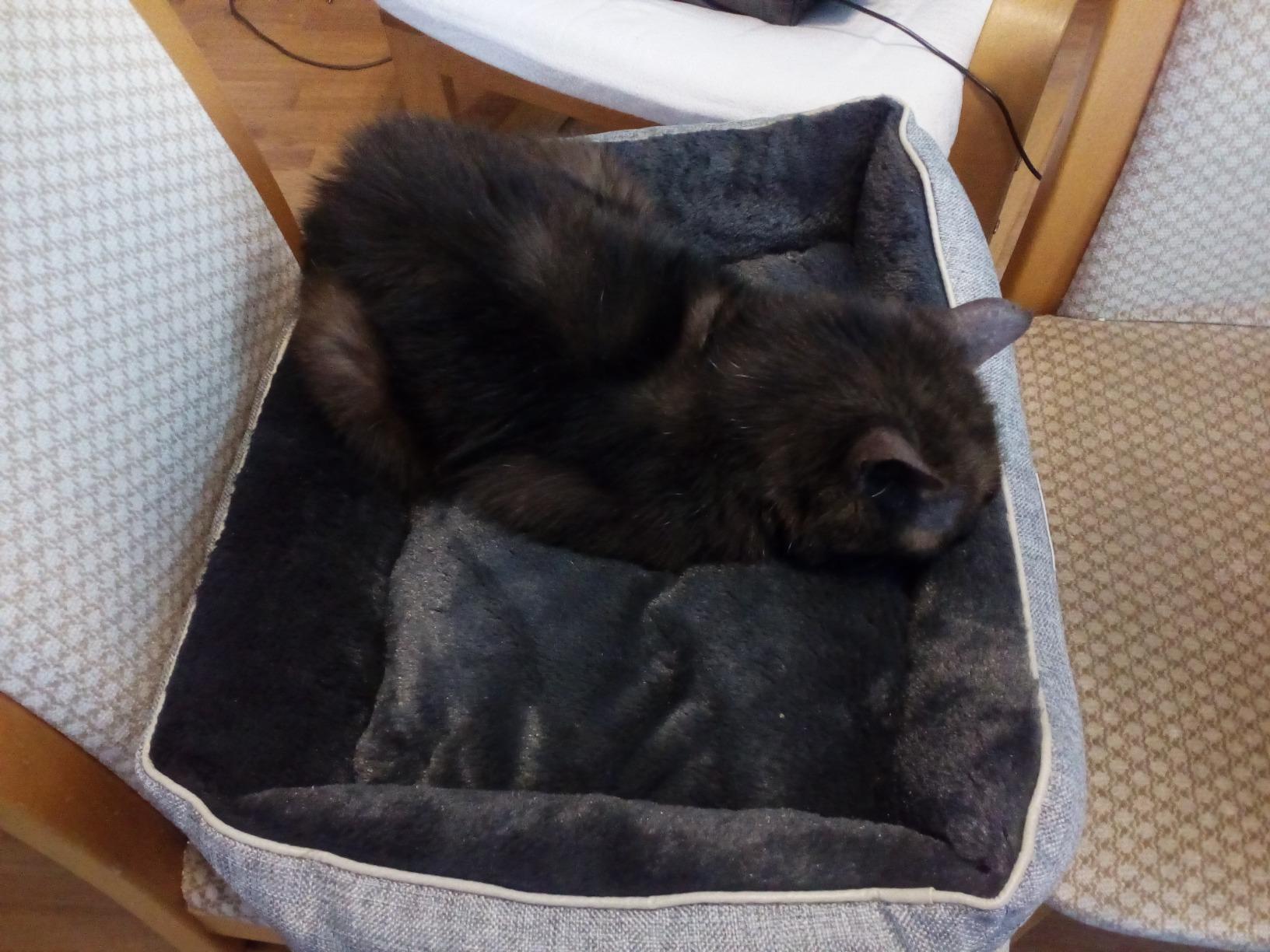 Parfaite pour mon petit chien