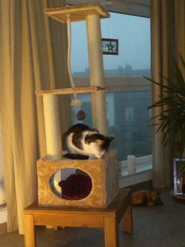 Mes chats l'ont adopté direct