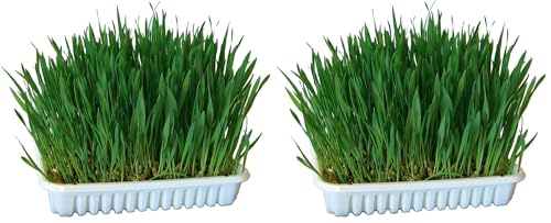 kerbl-herbe-ronger-100-g-semer-avoine-bl-orge image 4