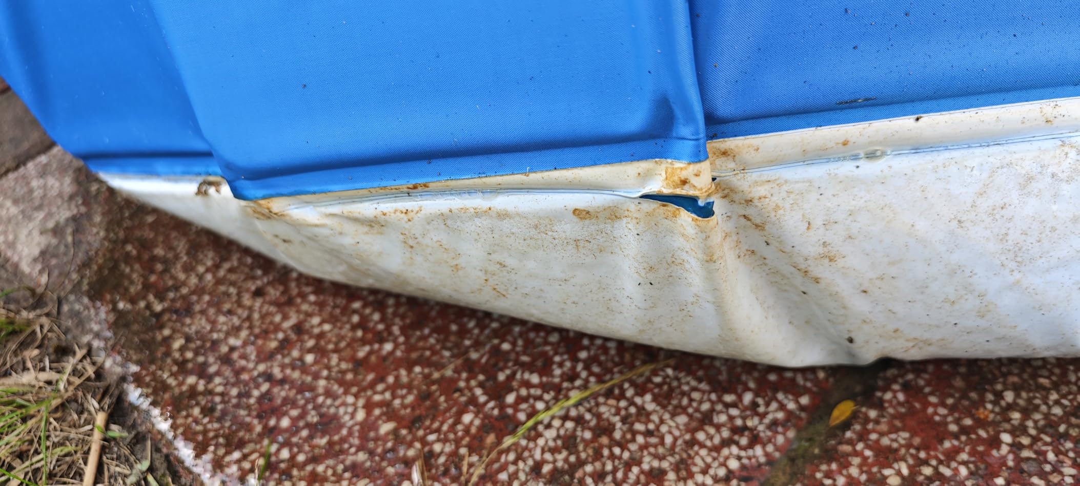 Mes deux chiens adorent