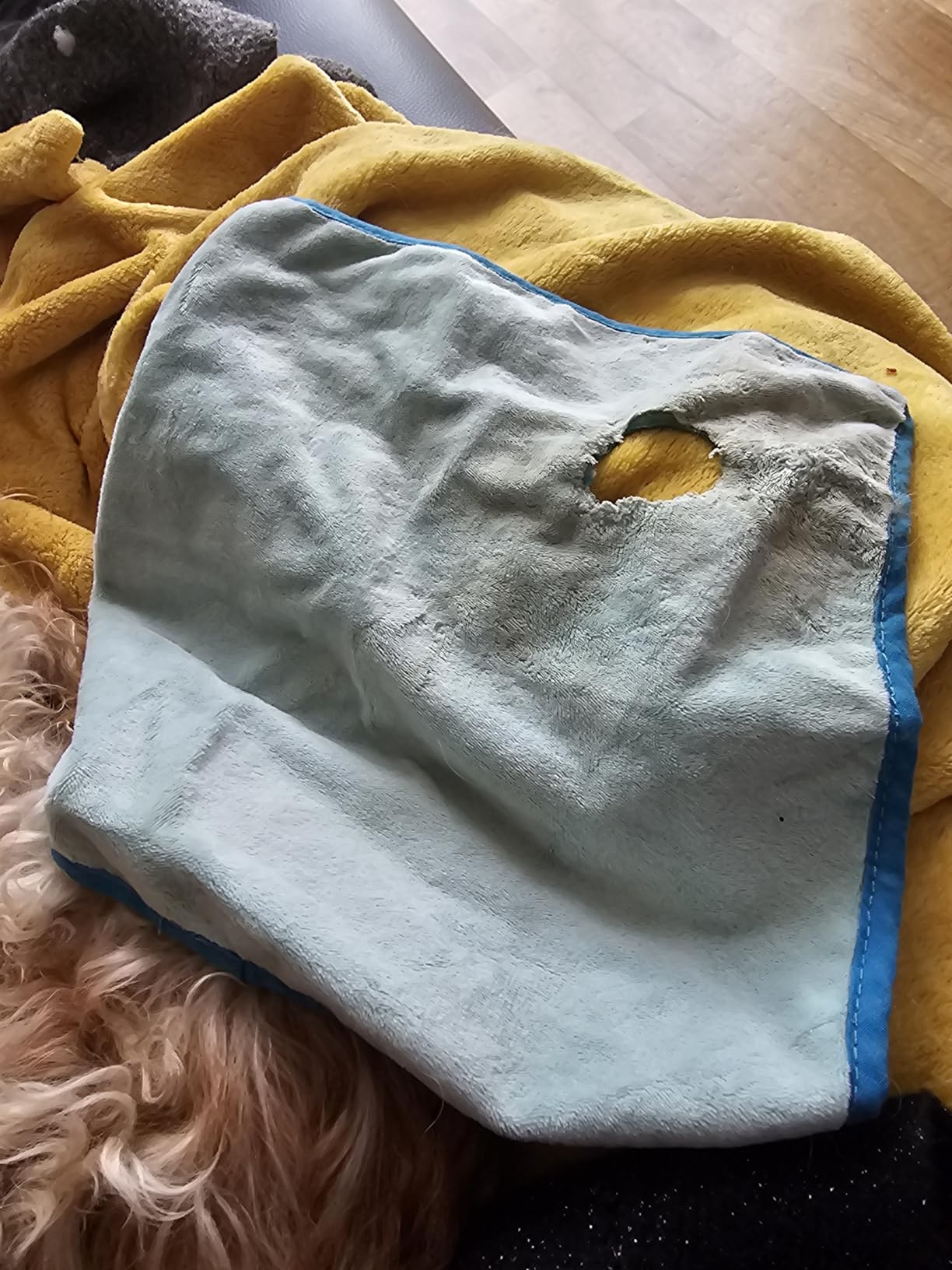 Adopté en 2 minutes