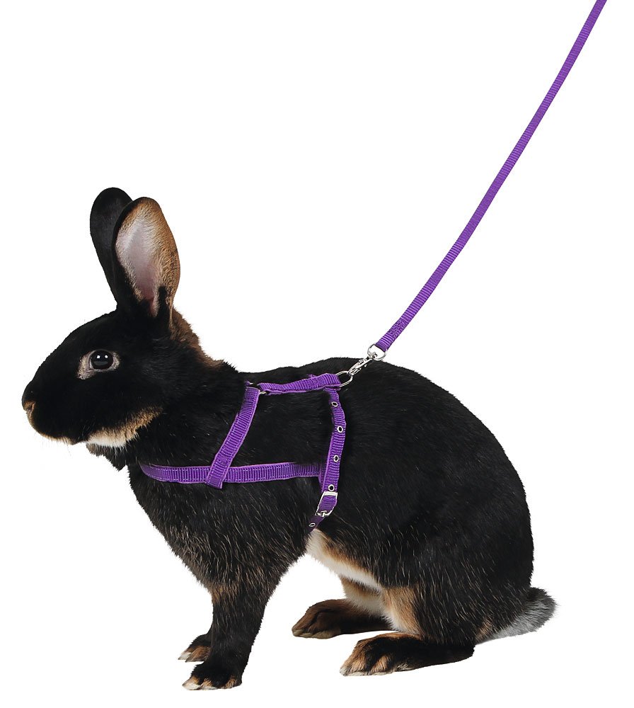 kerbl-agility-harnais-pour-chien-lilas-taille-l-laisse-2-m image 1