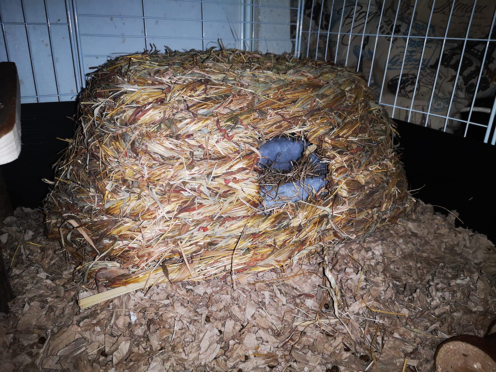 Mon hamster l'adore