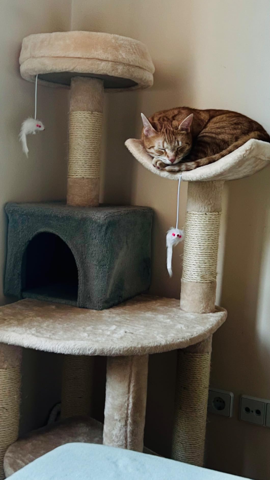 Mes chats l'adorent