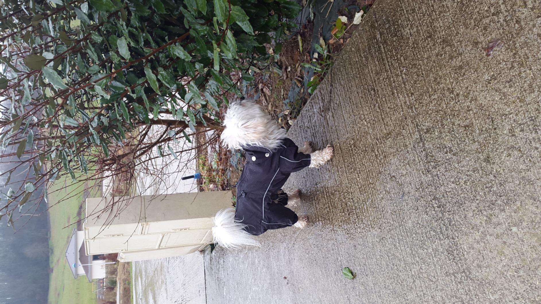Parfait pour mon chihuahua