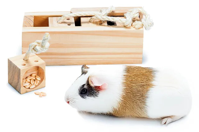 karlie-rody-cube-train-c-r-bral-jouet-d-intelligence-rongeurs-4-blocs-bois-natur image 1