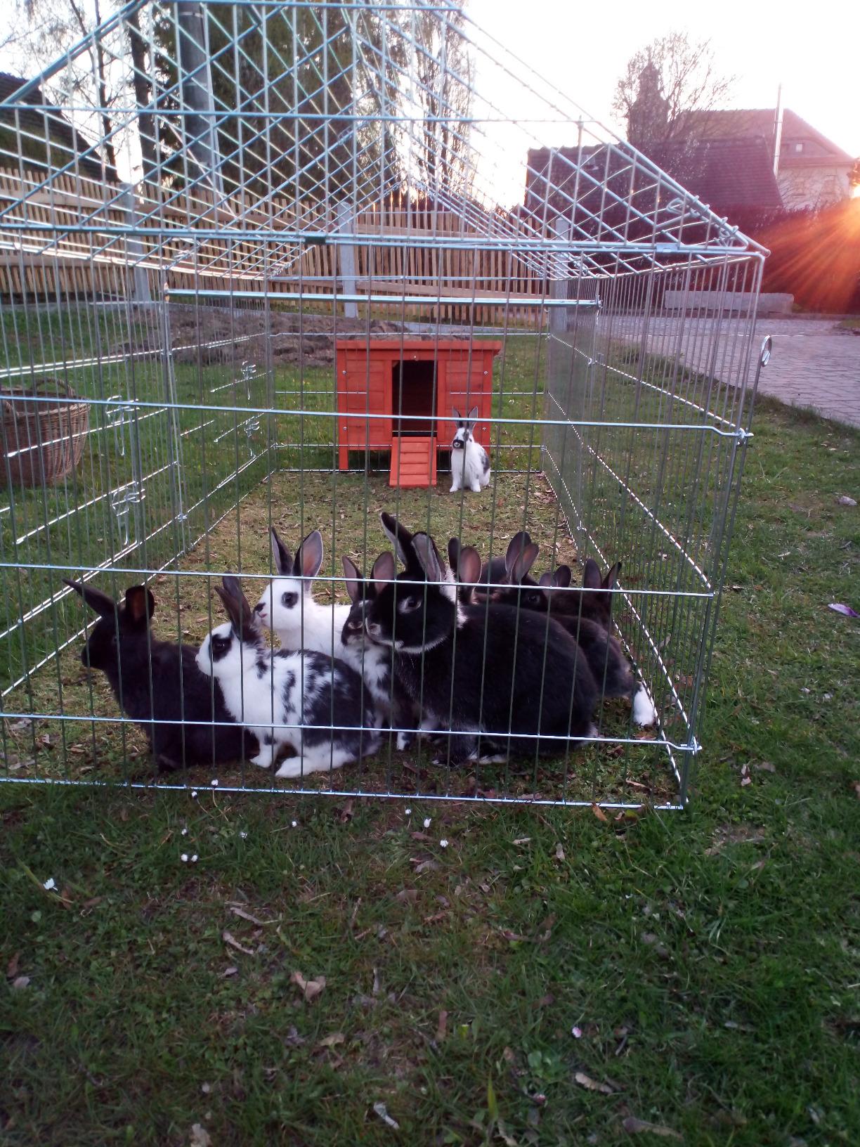 Mes lapins ne veulent plus rentrer