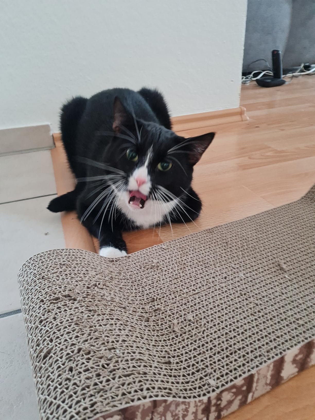 Adopté en 5 minutes