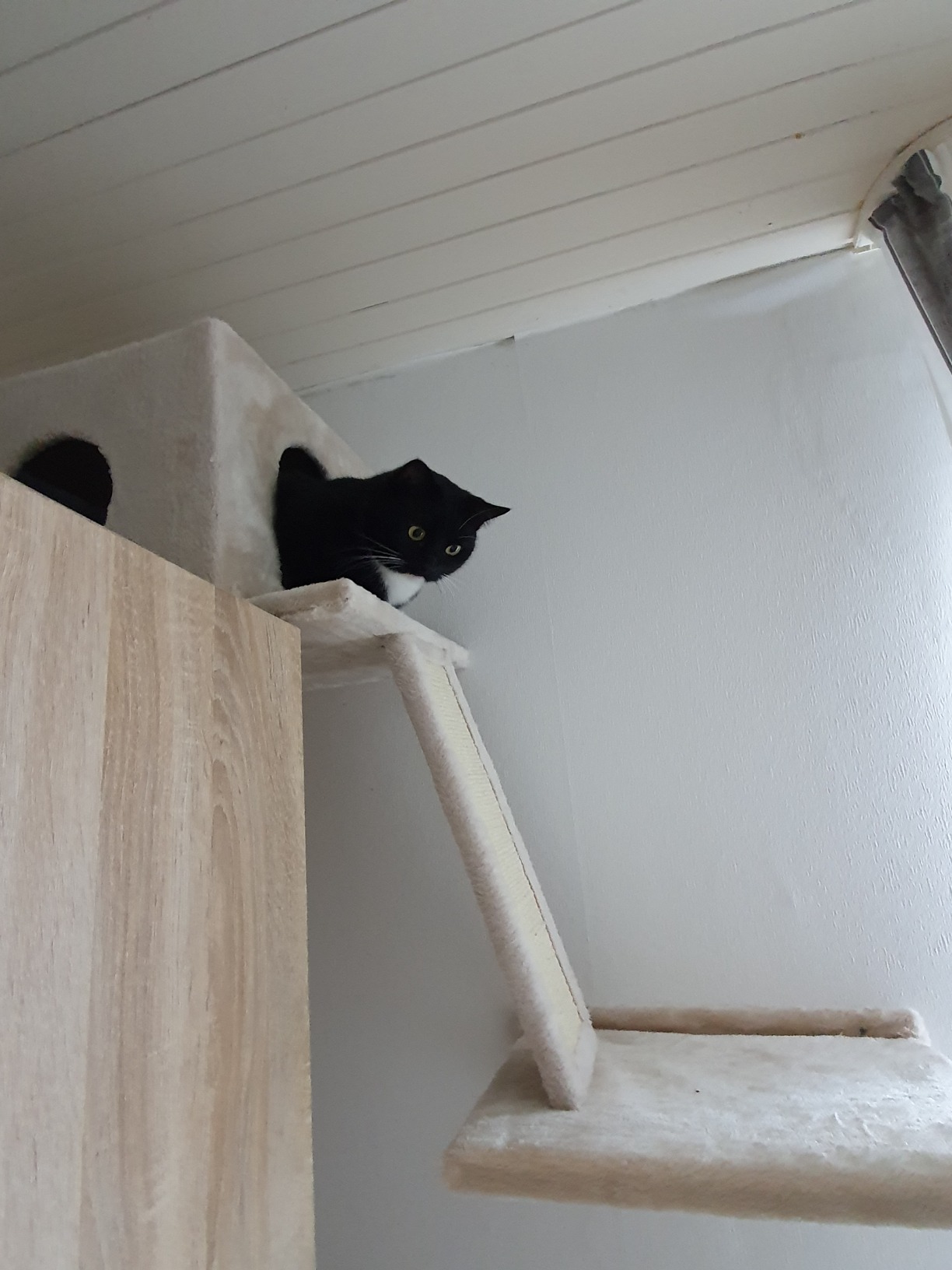 Beau mais pas pour chats peureux