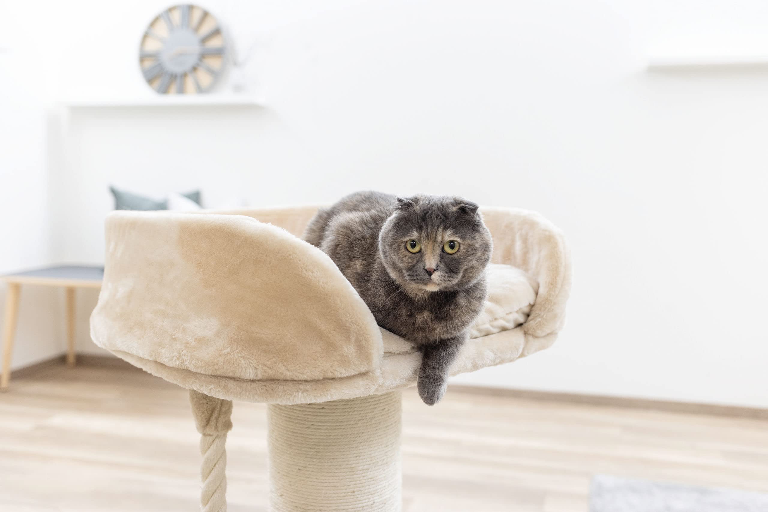 kerbl-pet-toni-xl-arbre-chat-beige-58x58x93-cm image 3