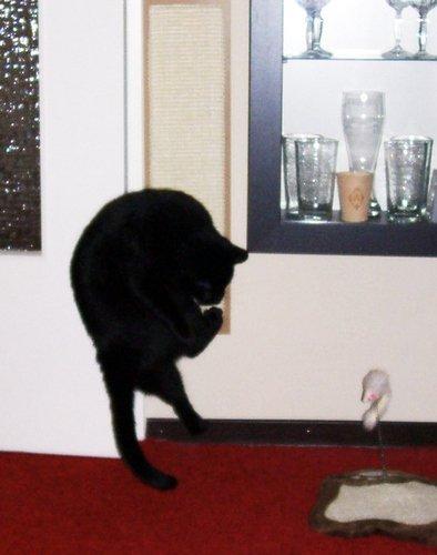 Parfaite pour grand chat