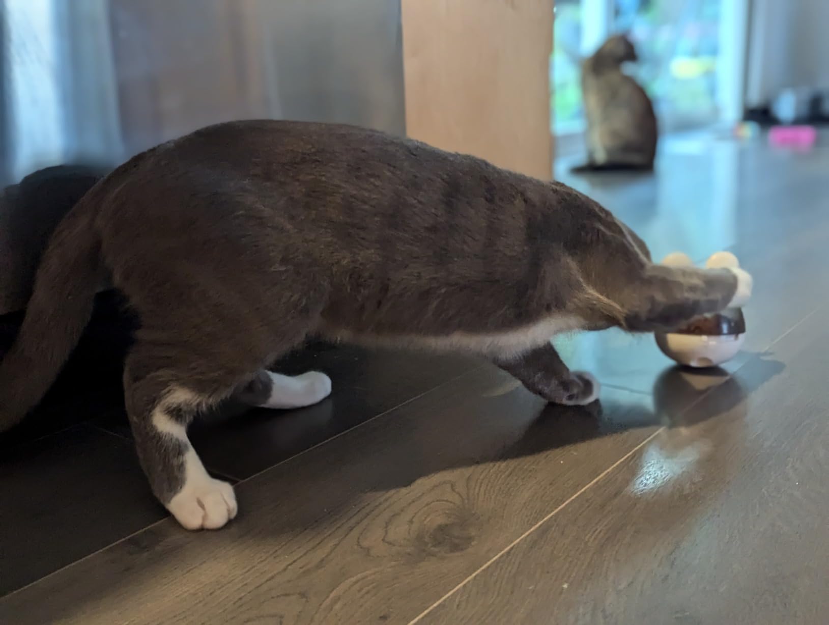 Idéal pour chat gourmand