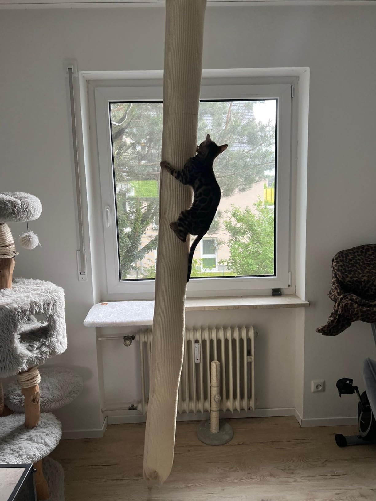 Pas pour gros chats
