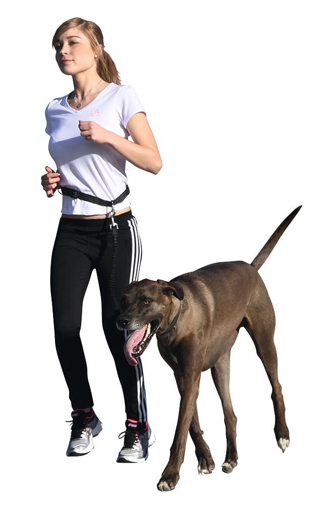 kerbl-pet-laisse-de-jogging-avec-ceinture-r-glable-et-bandes-r-fl-chissantes image 2