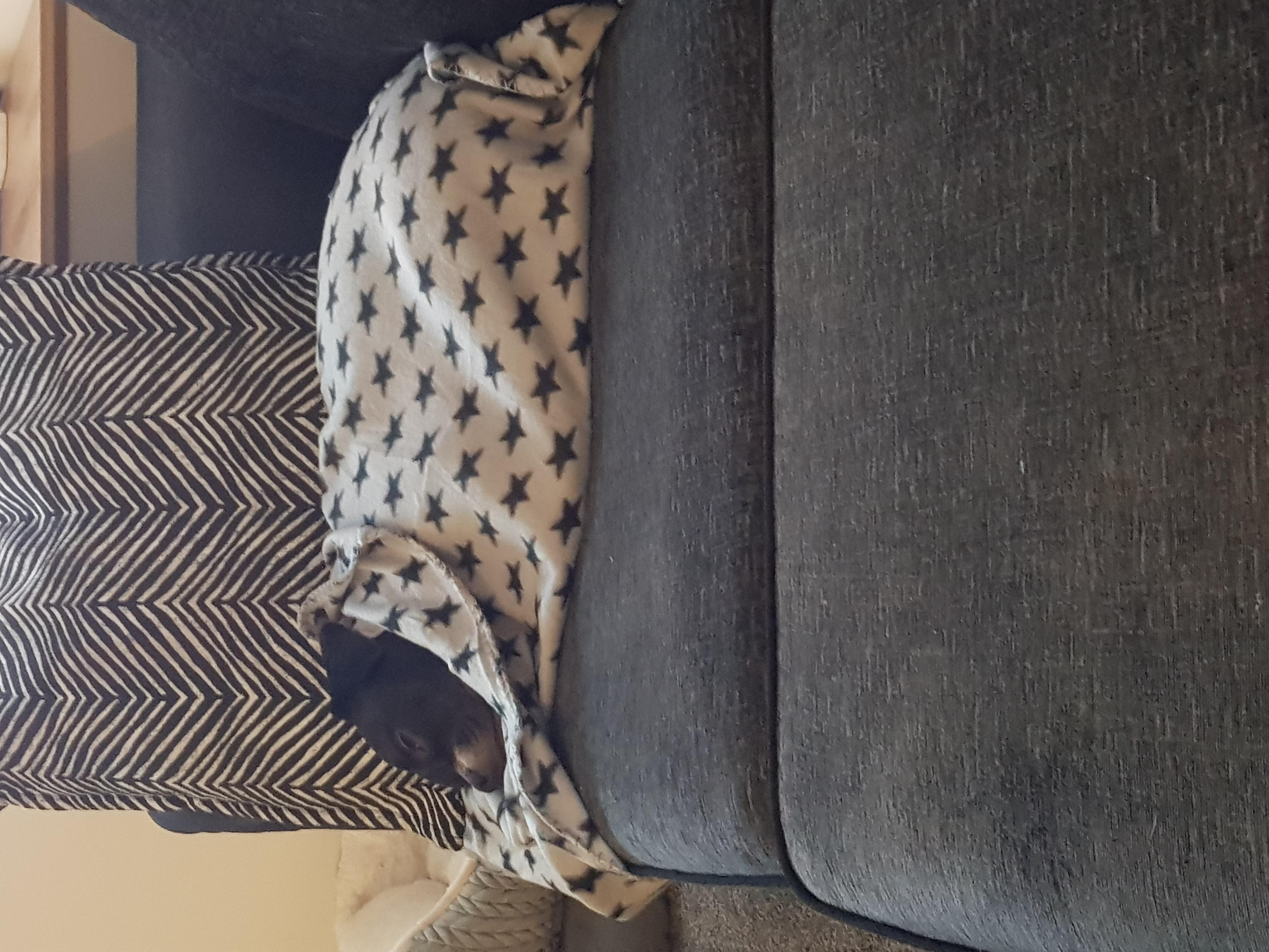 Adoptée par Nala