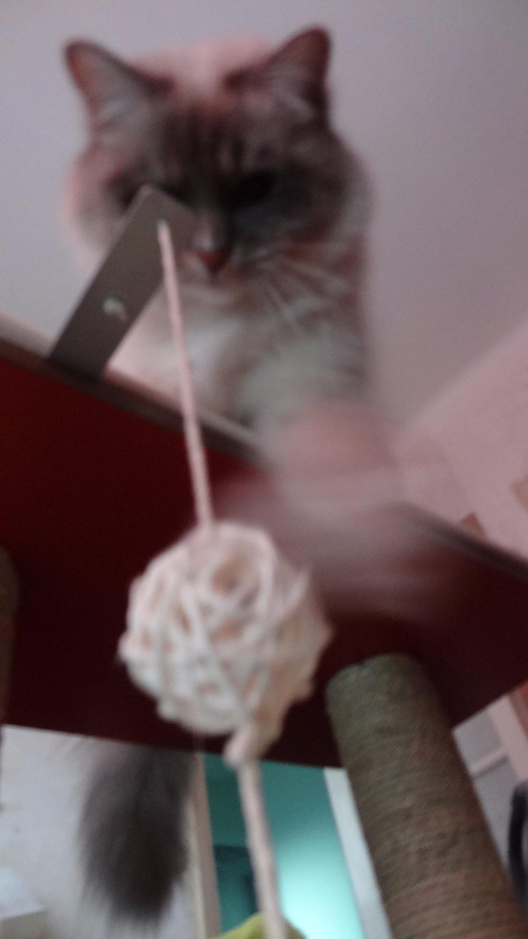 Parfait pour chat d'intérieur