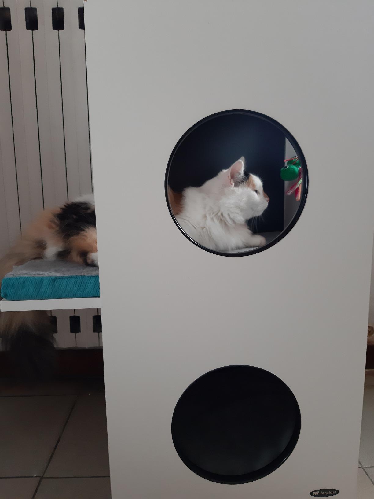 Palais pour chats