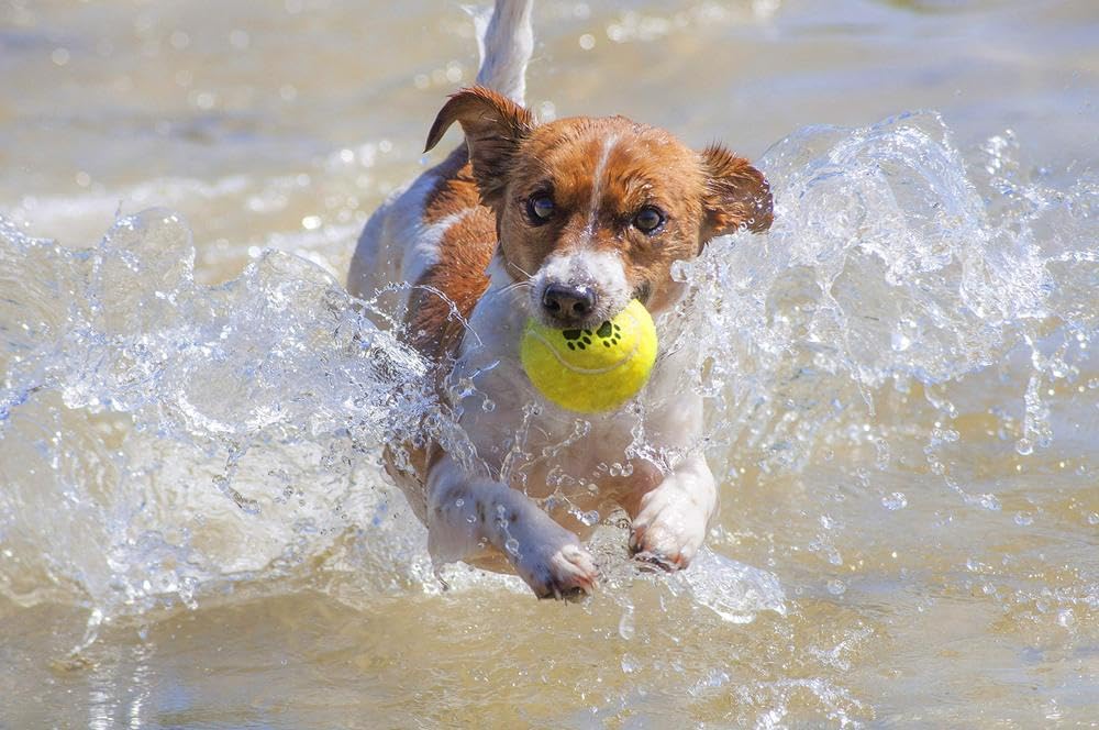 karlie-balle-de-tennis-jouet-pour-chien-lot-de-2-x-6-cm image 3