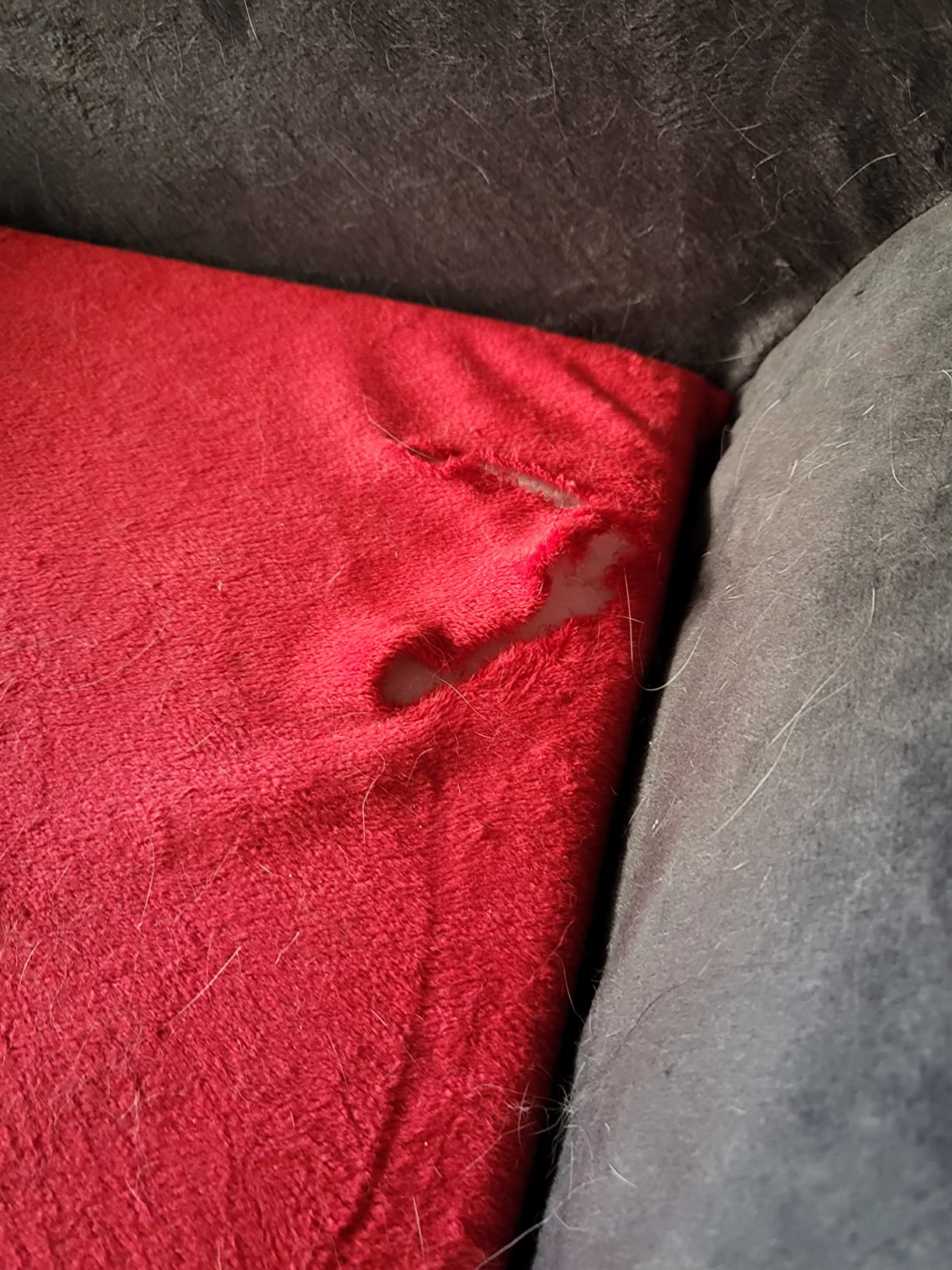 Mes deux chats se le partagent