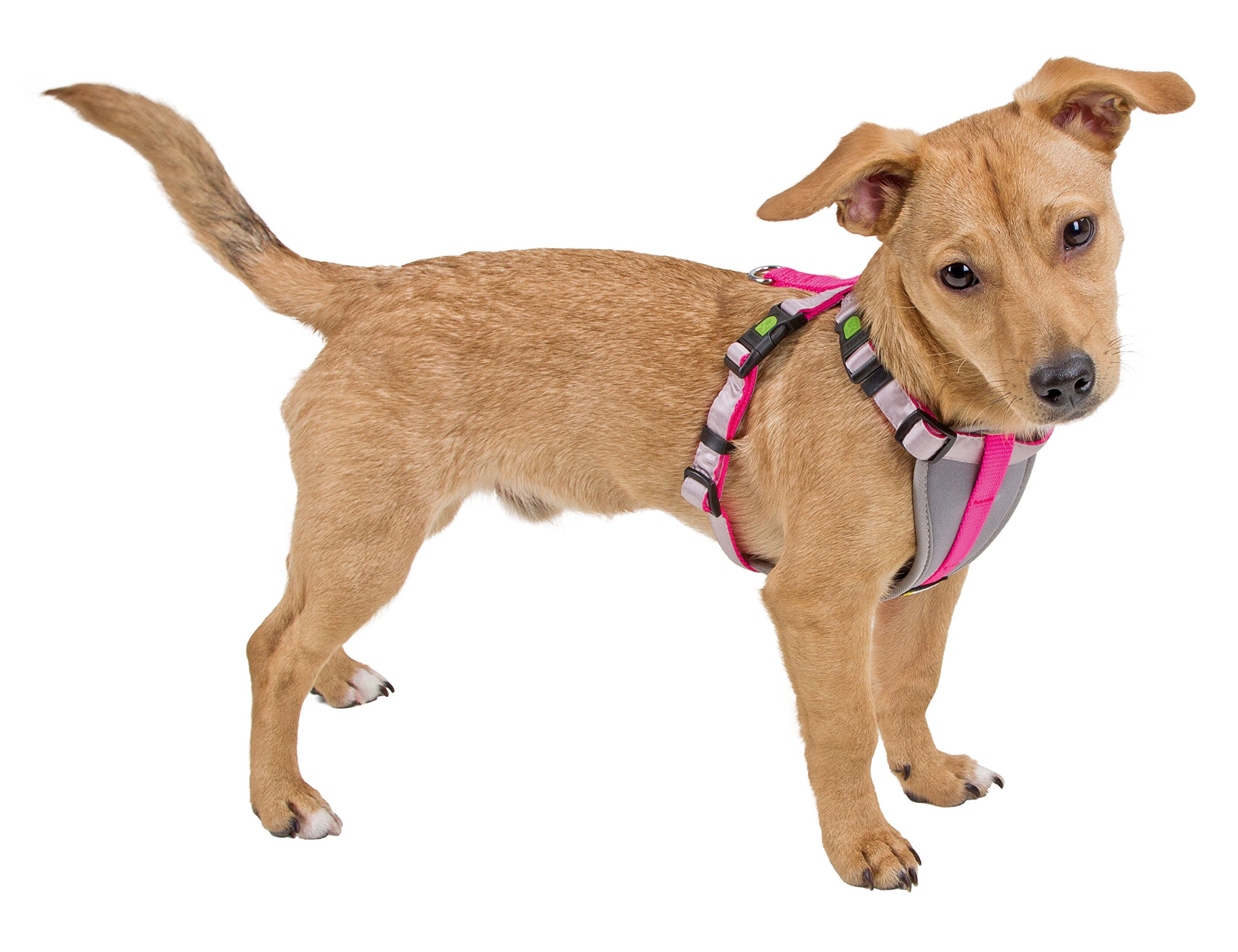 kerbl-harnais-pour-petit-chien-bleu-n-on-taille-xs image 2