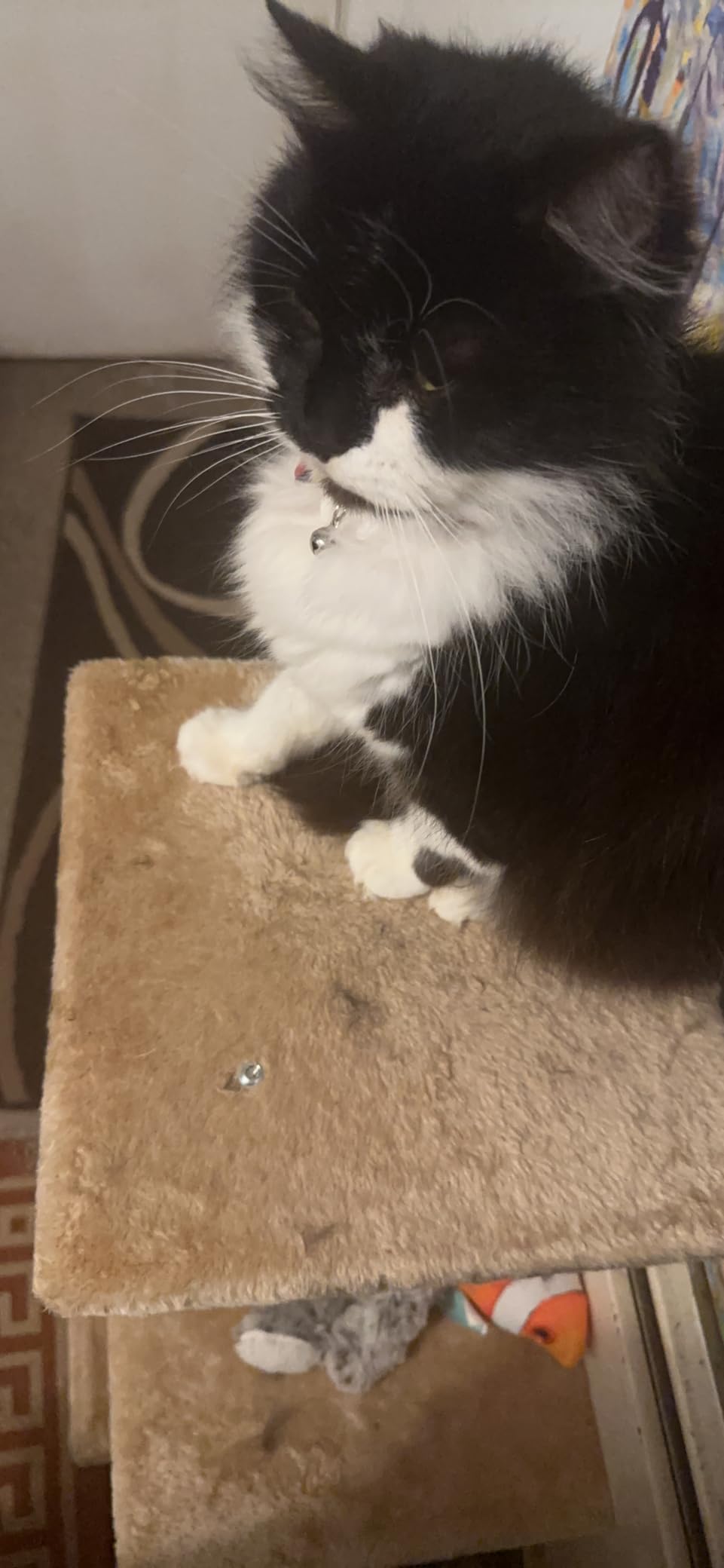 Adopté direct